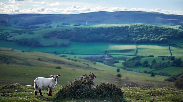 A lamb in a grassy field with mountains in the distance.