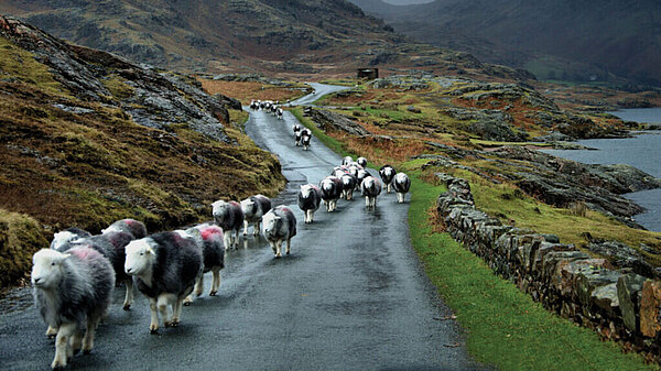 Farming in Wales