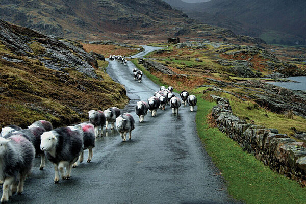 Farming sheep in Wales